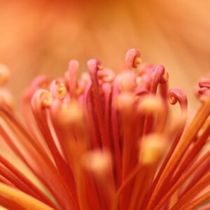 オレンジ色の菊の花