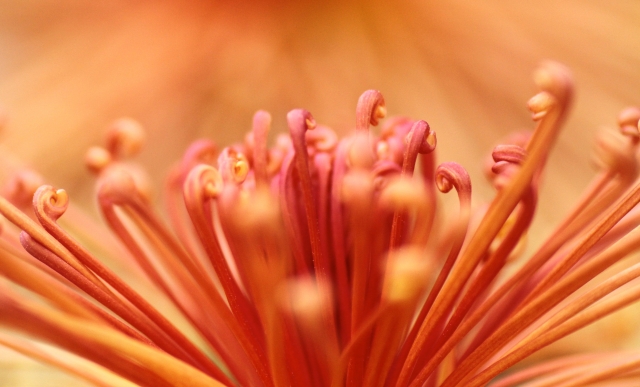 オレンジ色の菊の花
