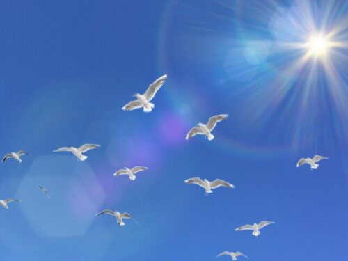 青空に飛ぶ白い鳥の群れ